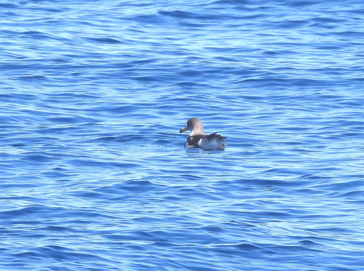 Cory's Shearwater - ML643040037