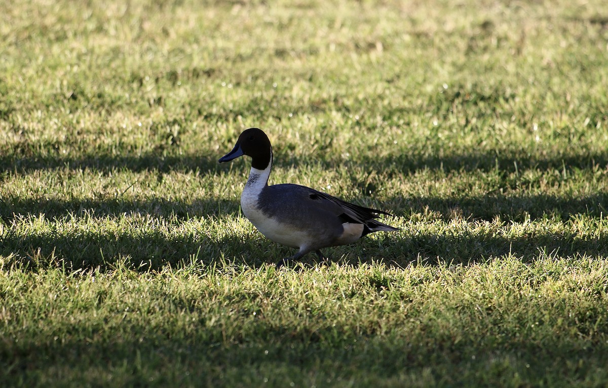 Northern Pintail - ML643040050