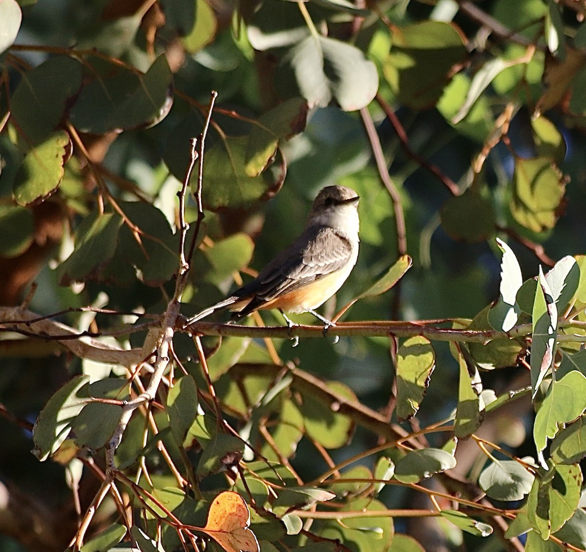 Vermilion Flycatcher - ML643040074