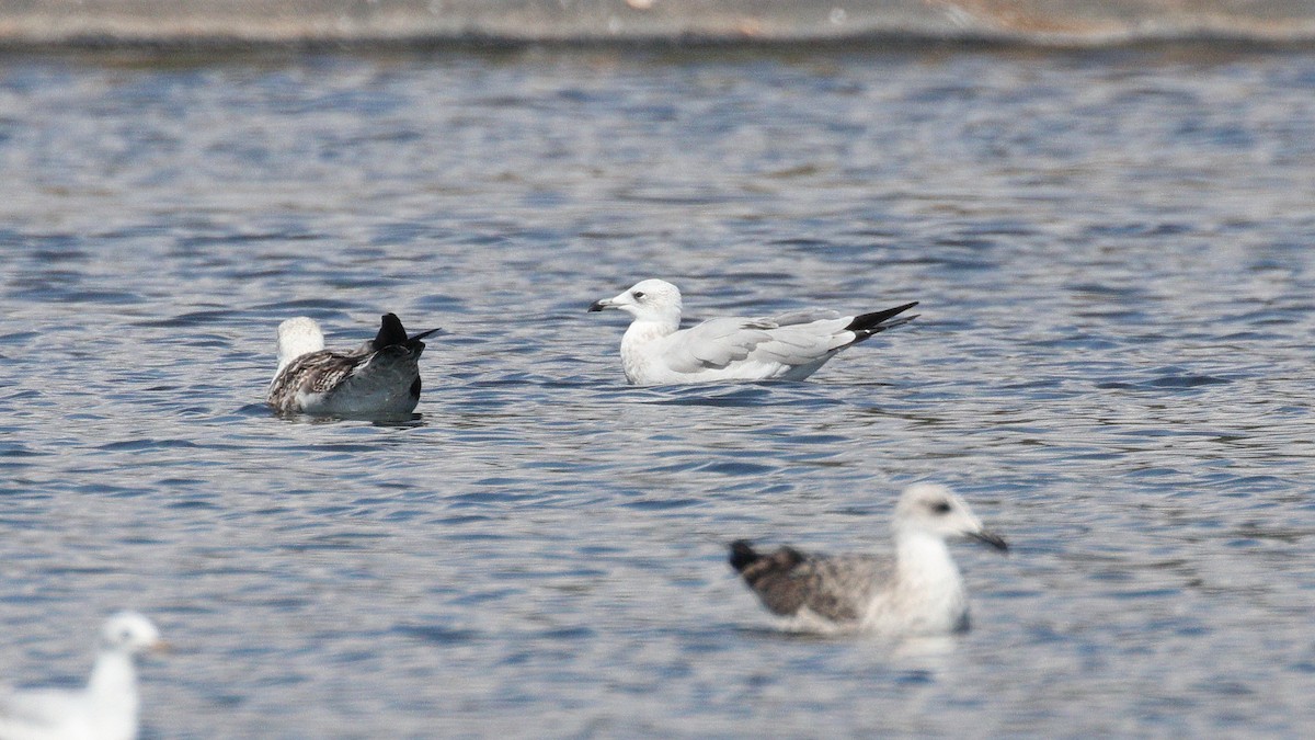 Audouin's Gull - ML643040096
