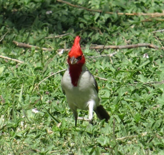 Red-crested Cardinal - ML643040104