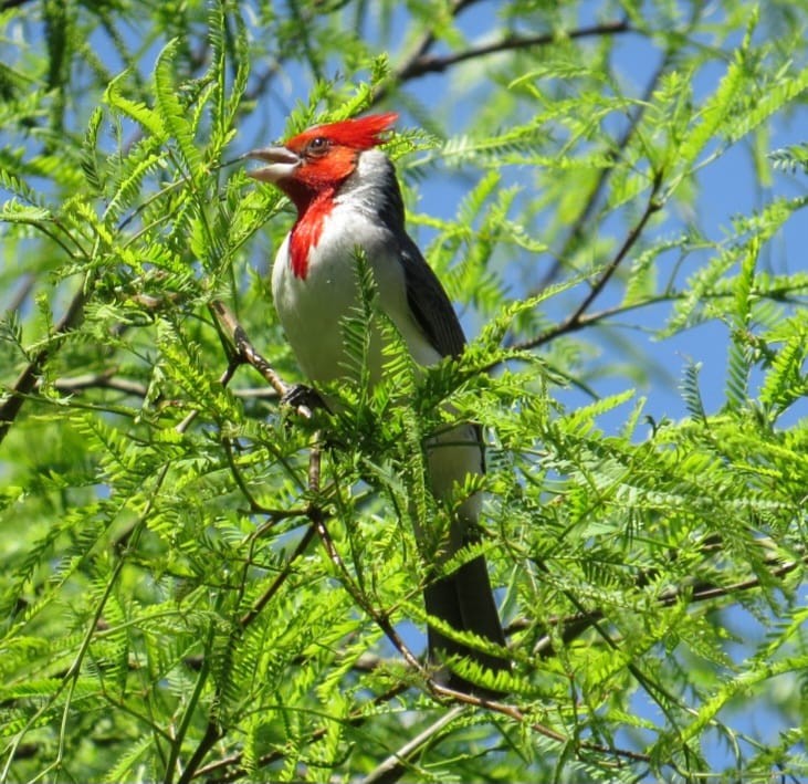 Red-crested Cardinal - ML643040105