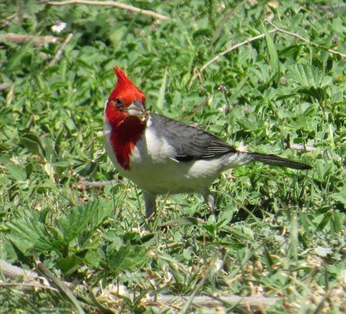 Red-crested Cardinal - ML643040106