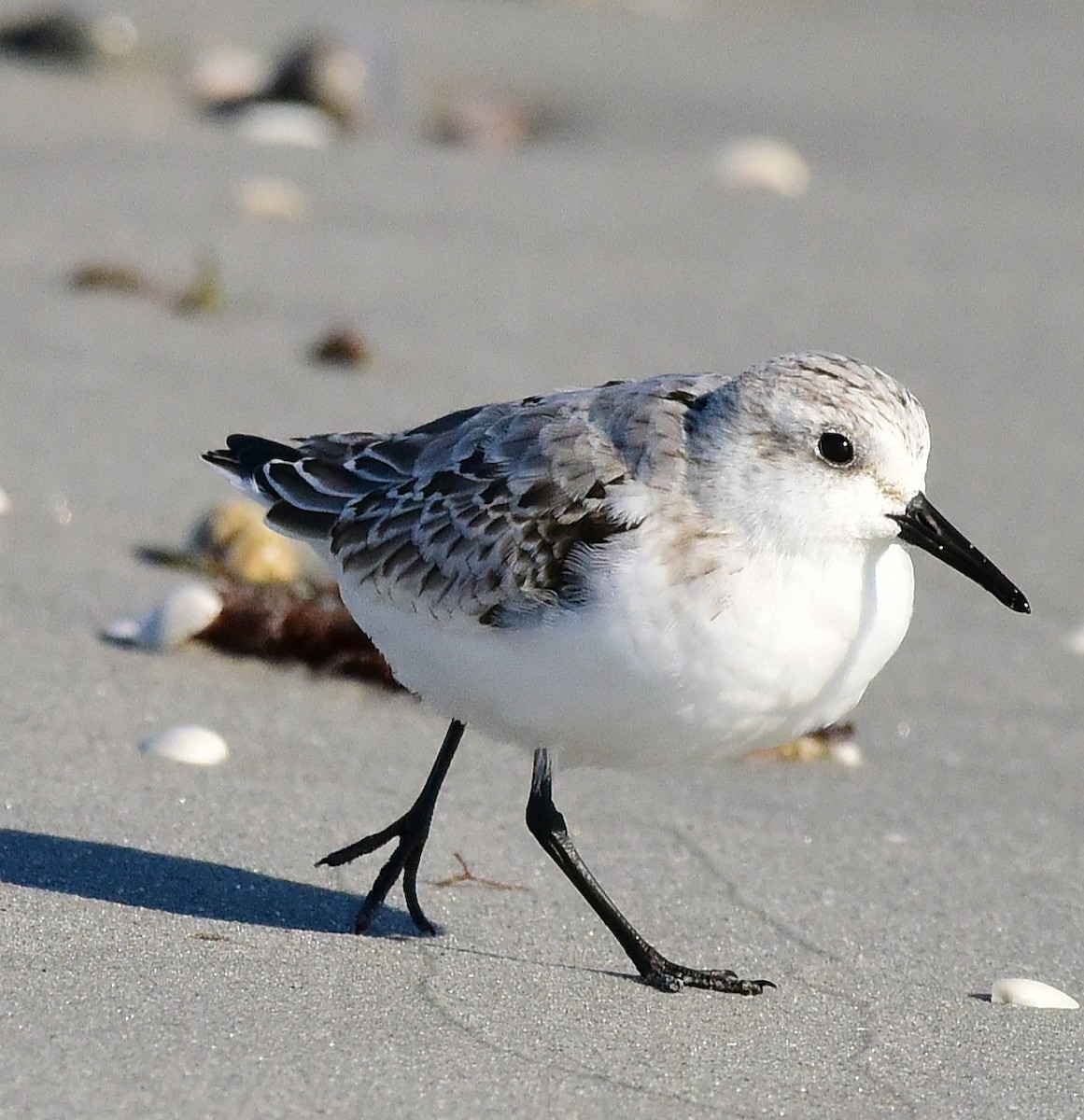 Bécasseau sanderling - ML643040120