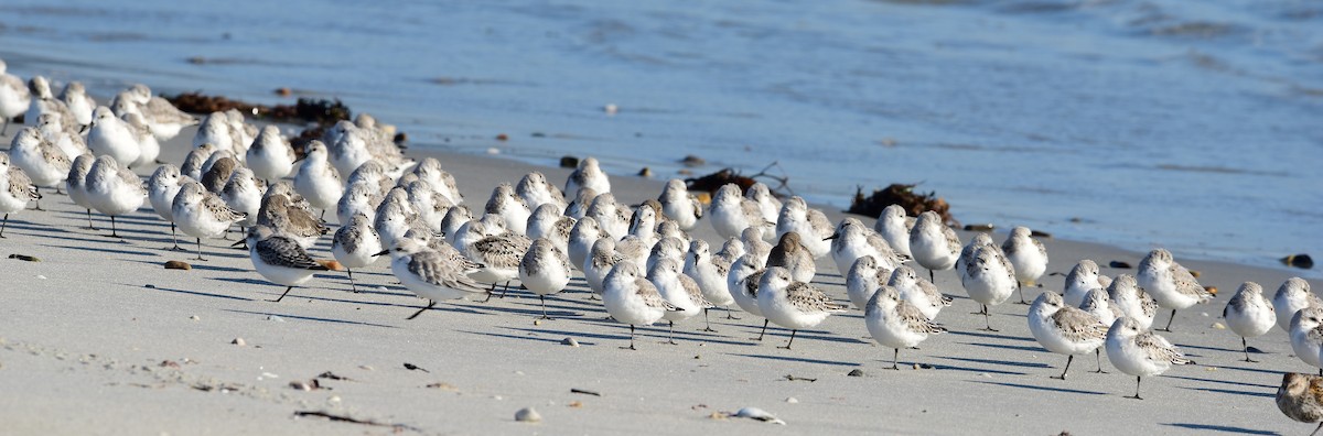 Bécasseau sanderling - ML643040121