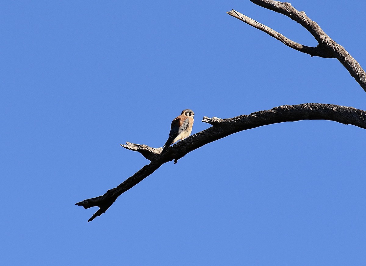 American Kestrel - ML643040126
