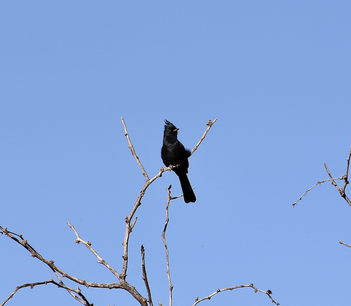 Phainopepla - ML643040134