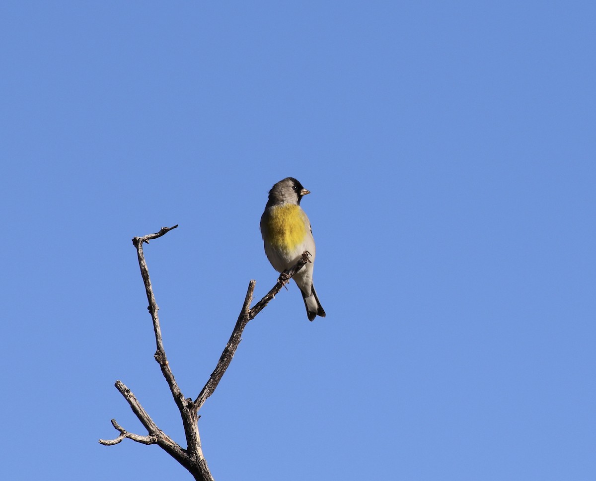 Lawrence's Goldfinch - ML643040139