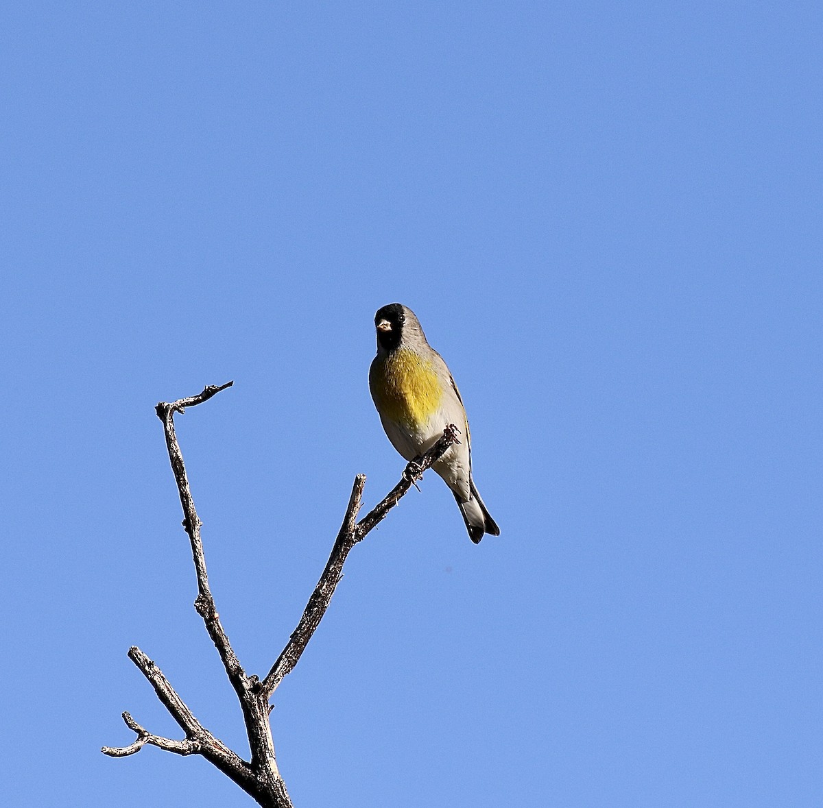 Lawrence's Goldfinch - ML643040158