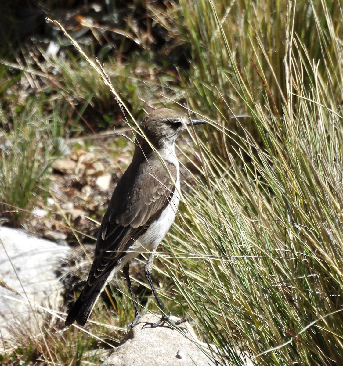 White-browed Ground-Tyrant - ML643040173