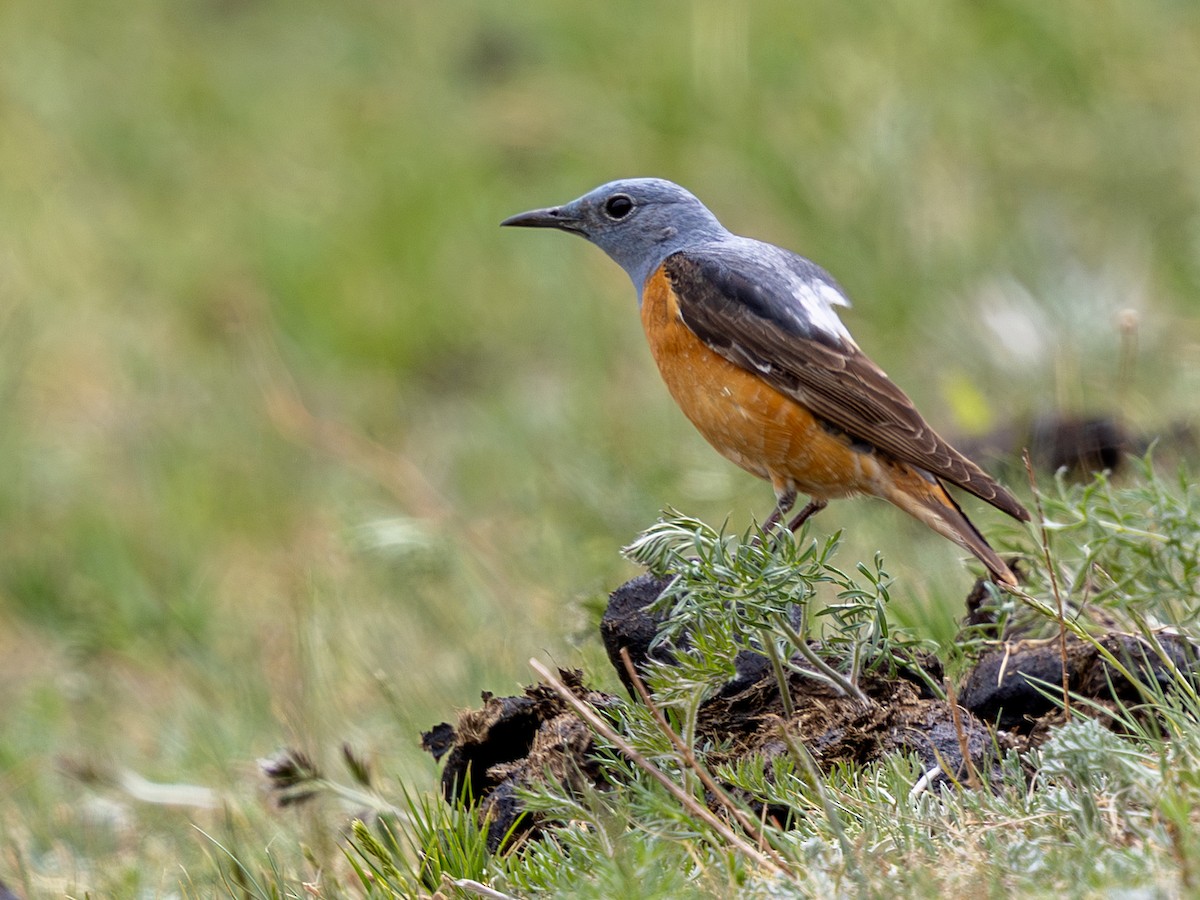Rufous-tailed Rock-Thrush - ML643040178