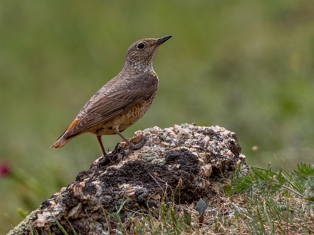 Rufous-tailed Rock-Thrush - ML643040179