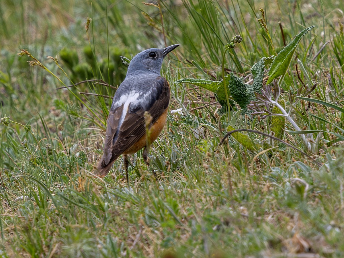 Rufous-tailed Rock-Thrush - ML643040180