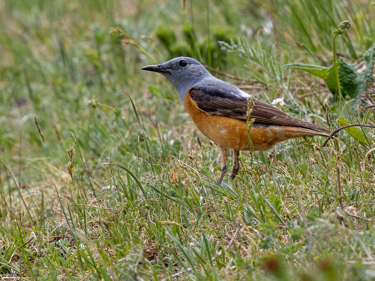 Rufous-tailed Rock-Thrush - ML643040181