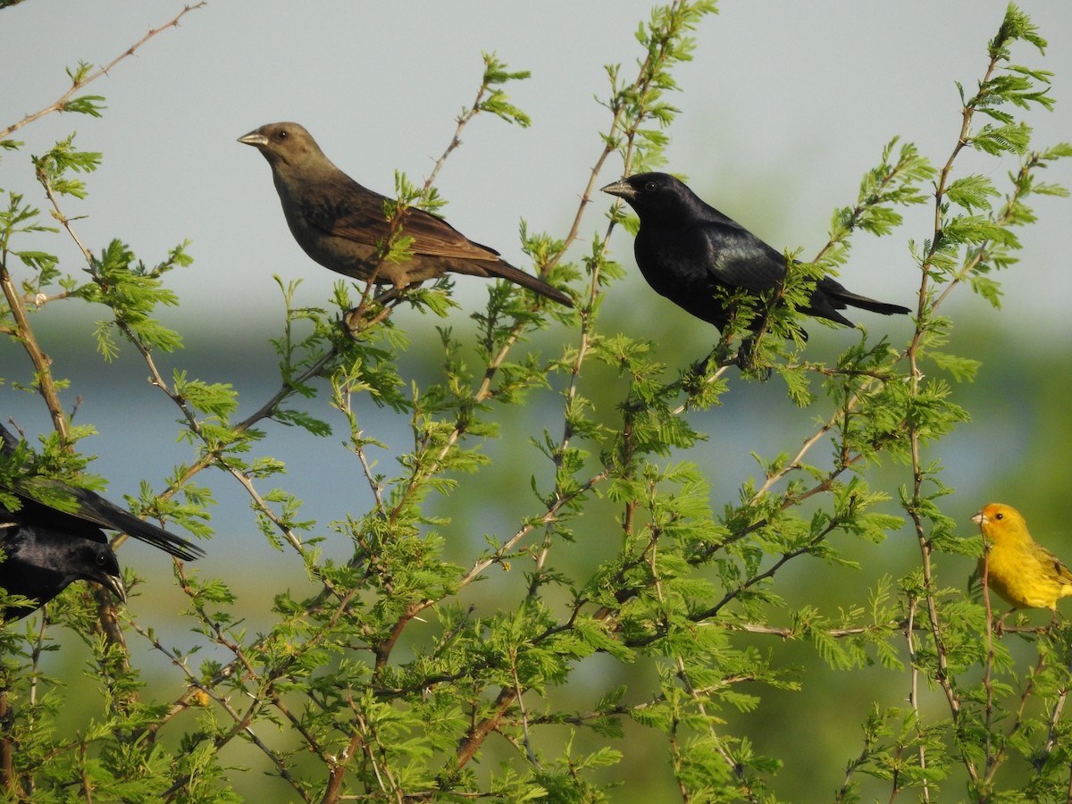 Shiny Cowbird - ML643040201
