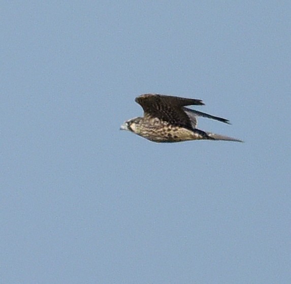 Faucon pèlerin - ML643040211