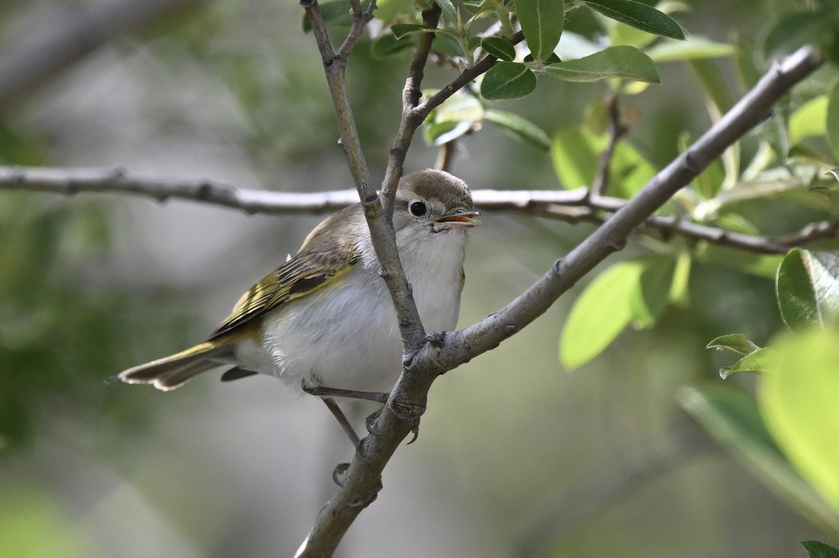Western Bonelli's Warbler - ML643040214