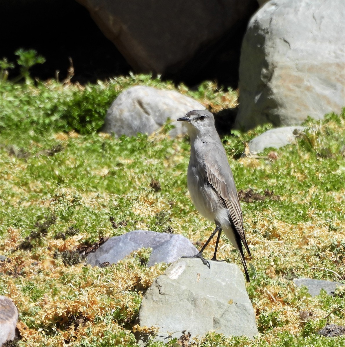 Чернолобая дормилона - ML643040229