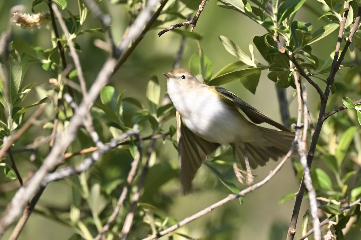 Western Bonelli's Warbler - ML643040231