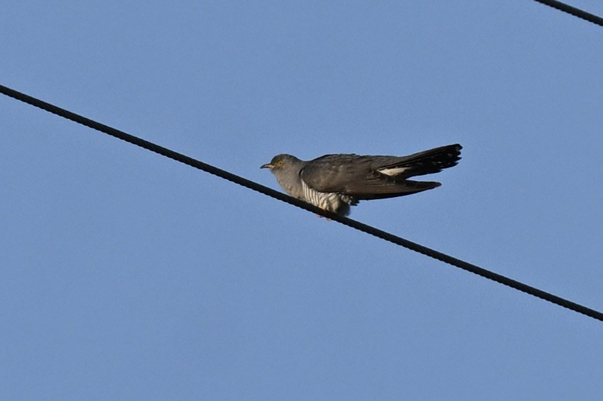 Common Cuckoo - ML643040250