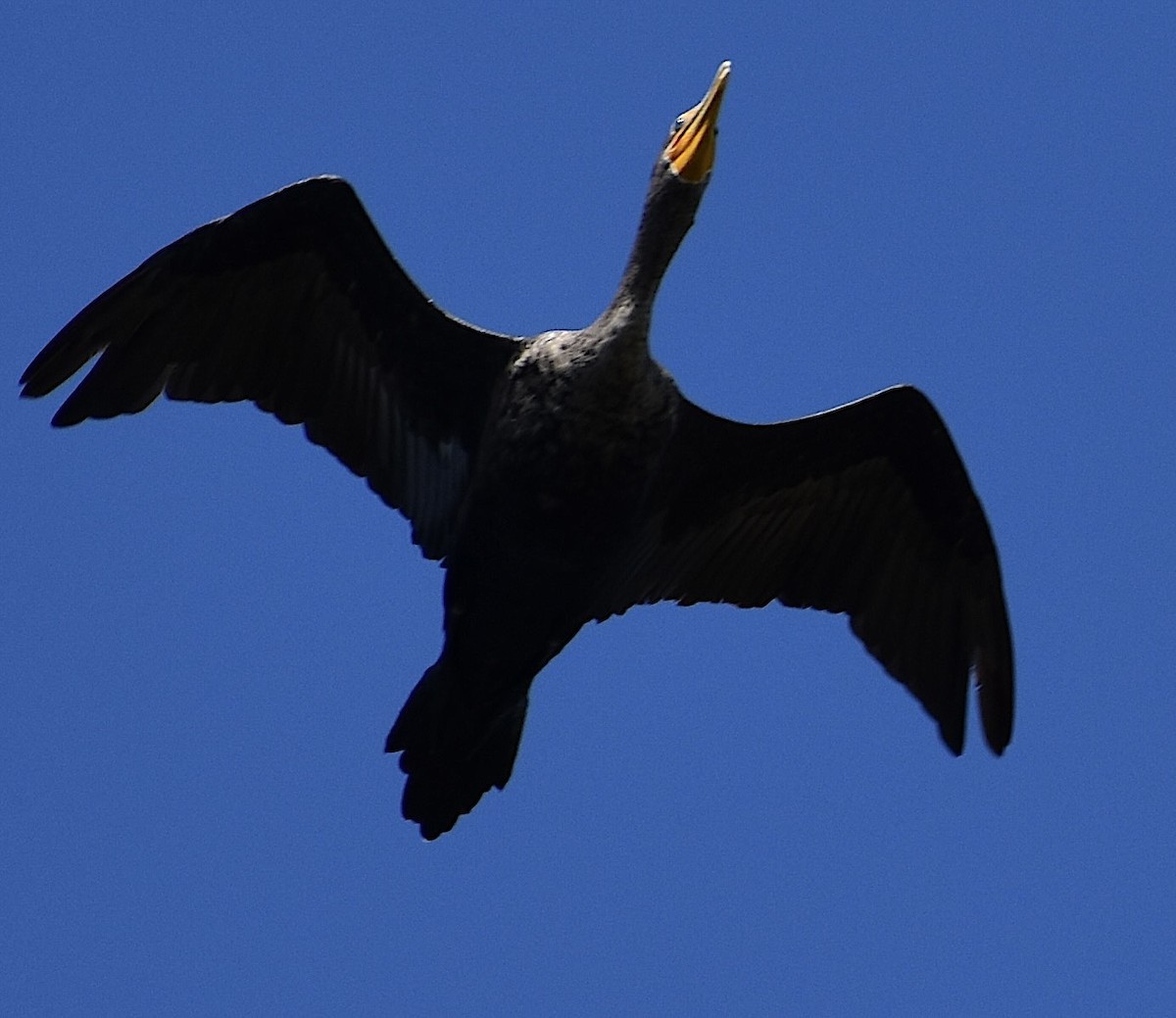 Double-crested Cormorant - ML643040284