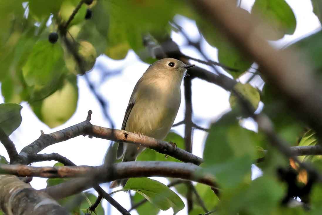 Ruby-crowned Kinglet - ML643040296