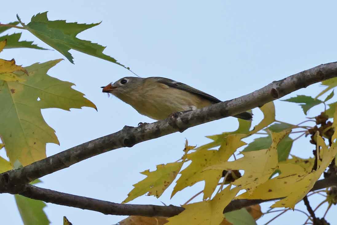 Ruby-crowned Kinglet - ML643040297