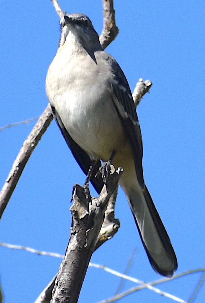 Northern Mockingbird - ML643040298