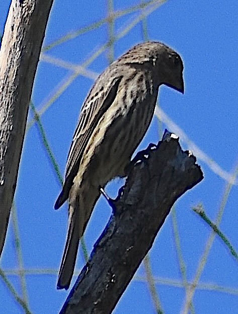 House Finch - ML643040306
