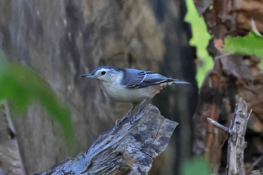 White-breasted Nuthatch - ML643040313