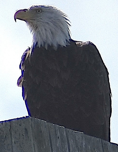 Bald Eagle - ML643040352