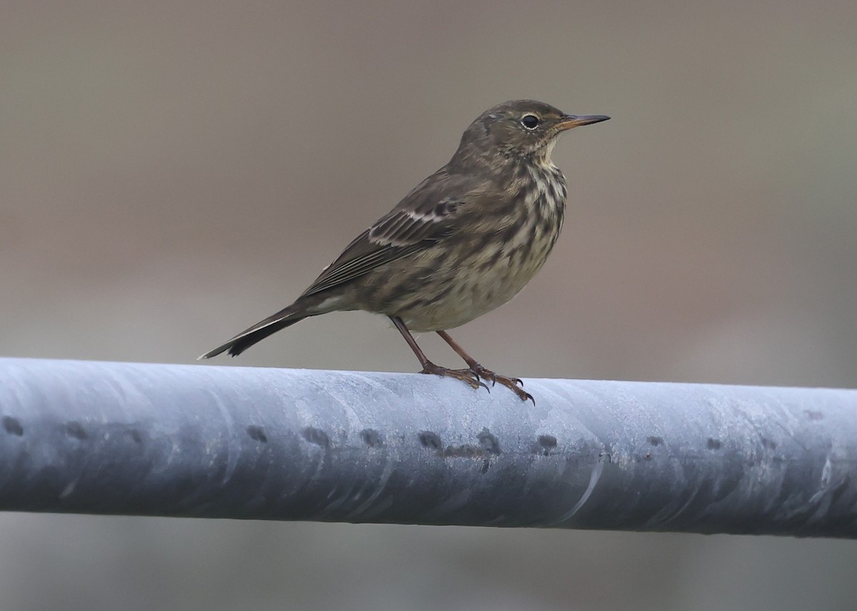 Pipit maritime - ML643040356