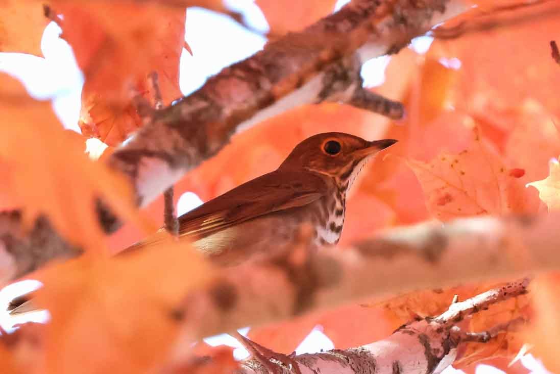 Hermit Thrush - ML643040370
