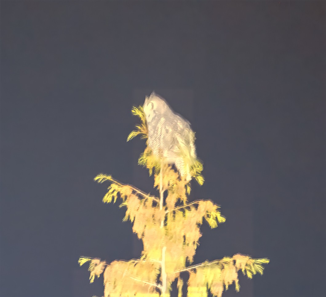 Great Horned Owl - ML643040378