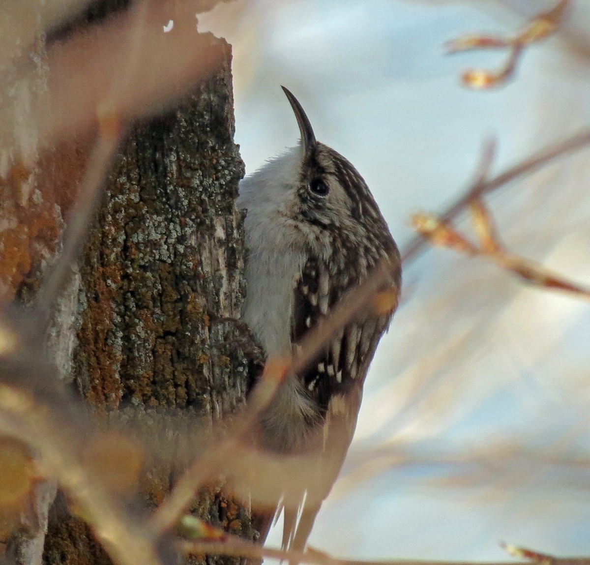 Brown Creeper - ML643040386