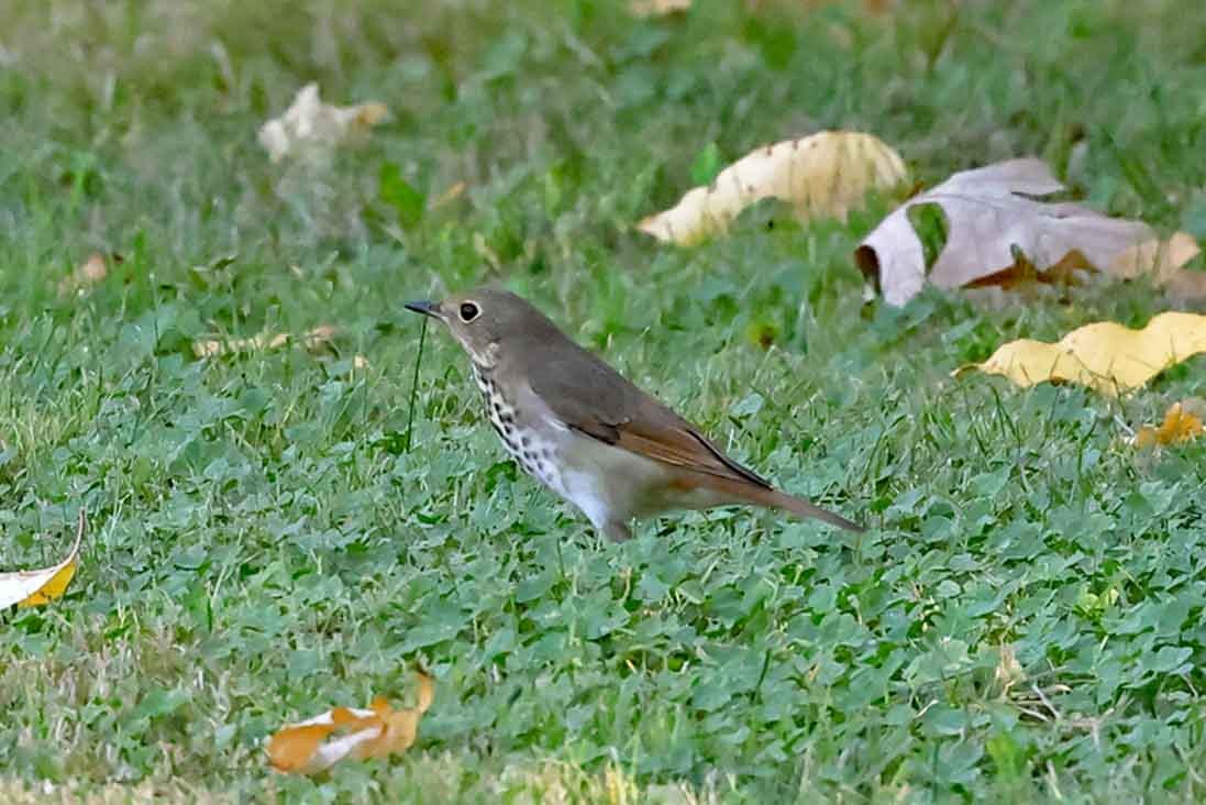 Hermit Thrush - ML643040401