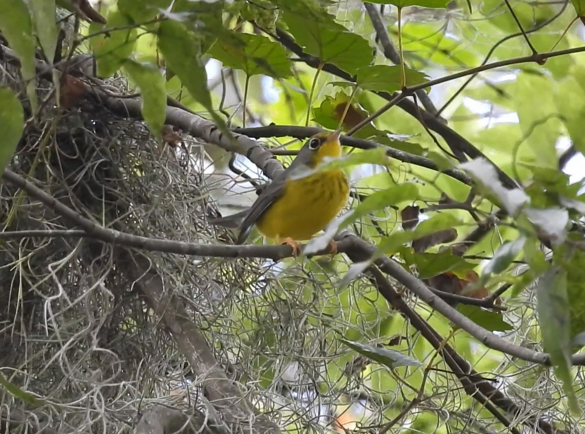 Canada Warbler - ML643040405