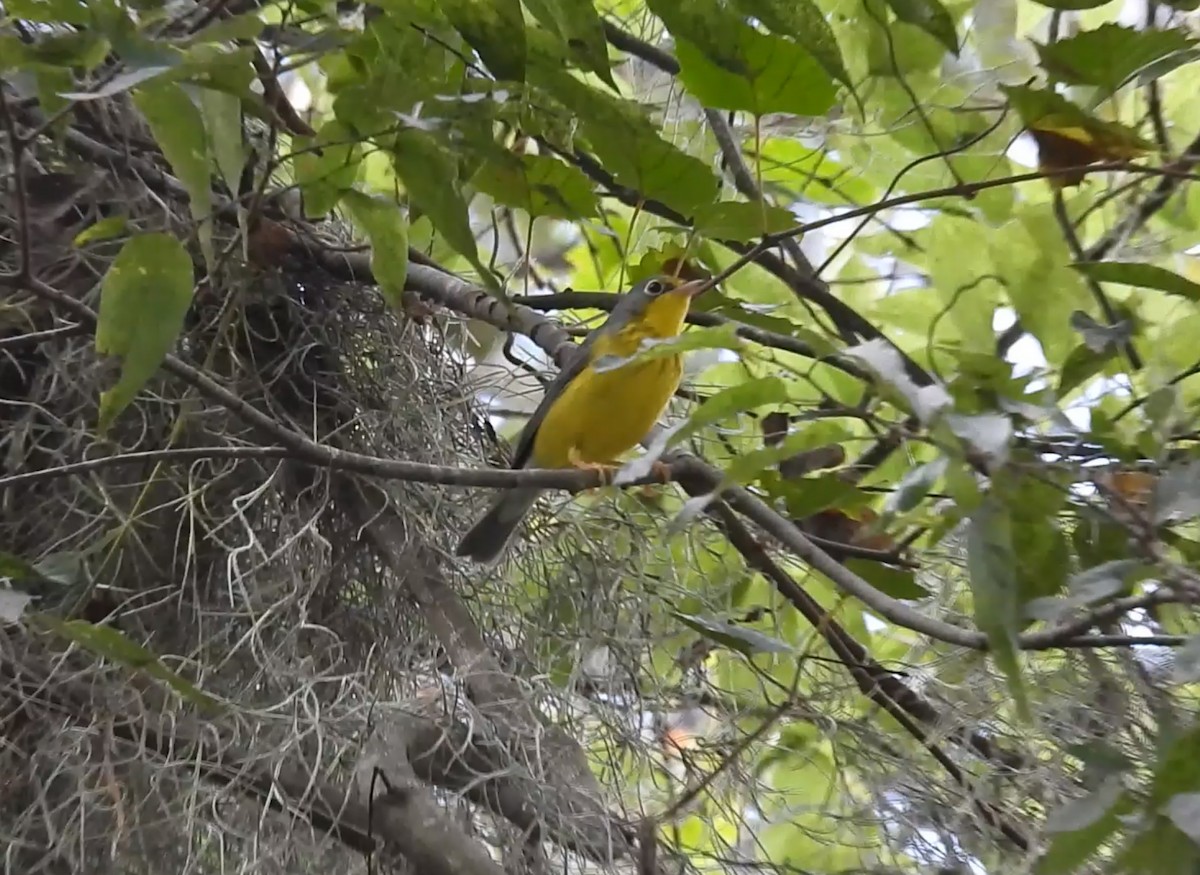 Canada Warbler - ML643040406