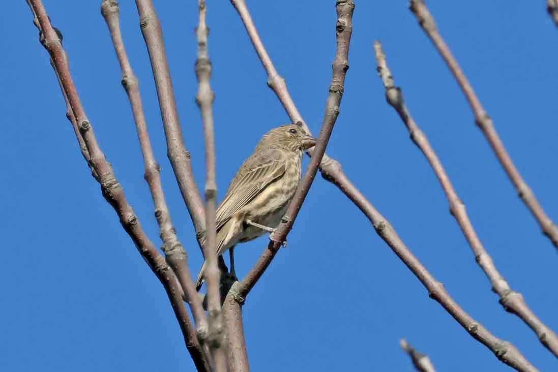 House Finch - ML643040454