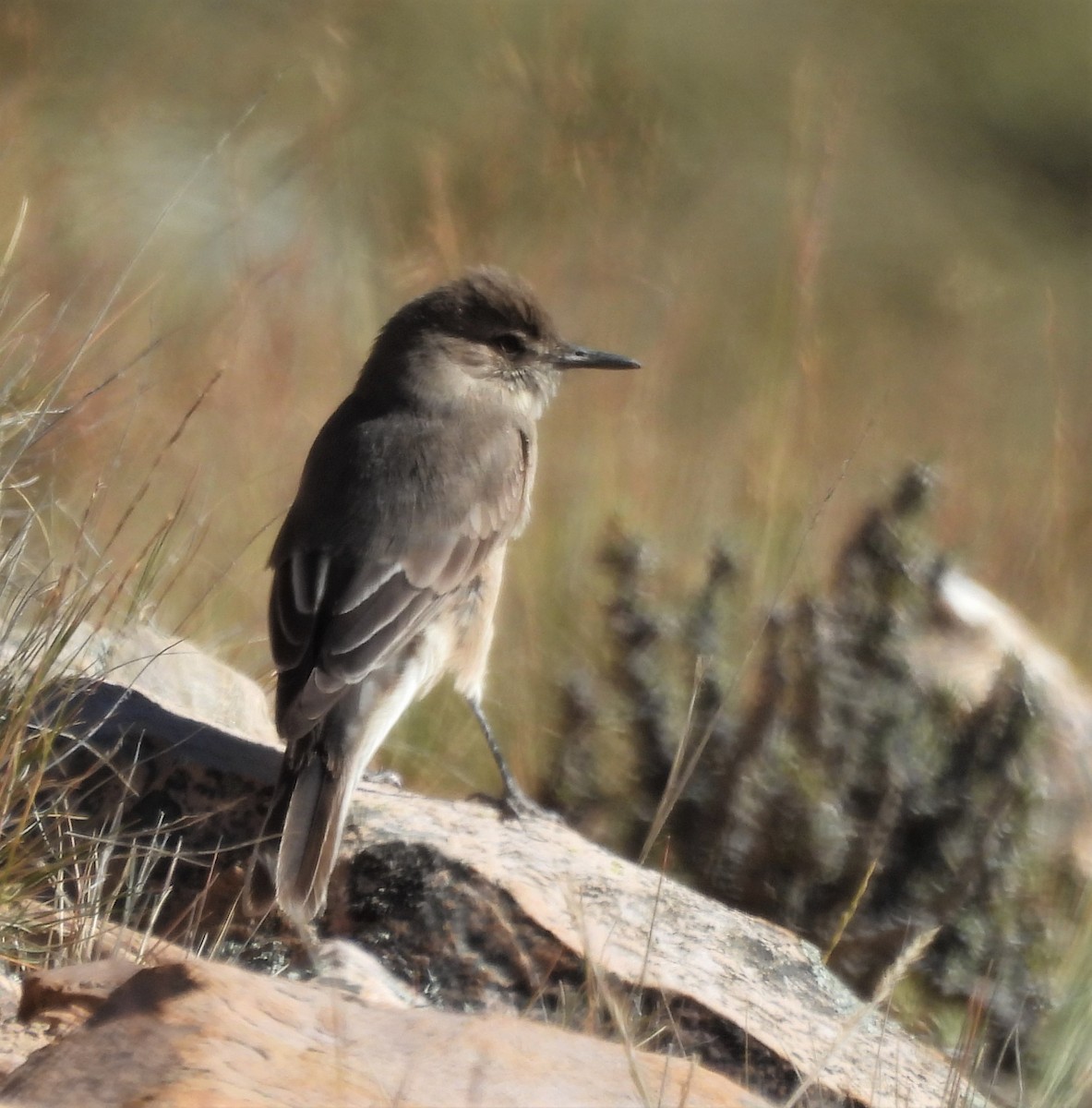 Black-billed Shrike-Tyrant - ML643040464