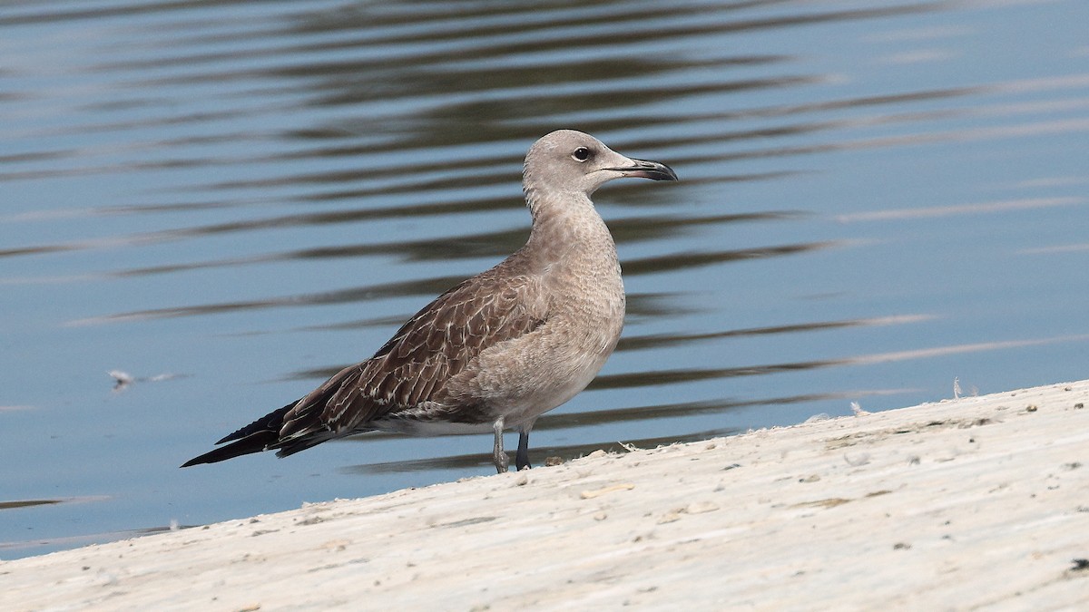 Audouin's Gull - ML643040471