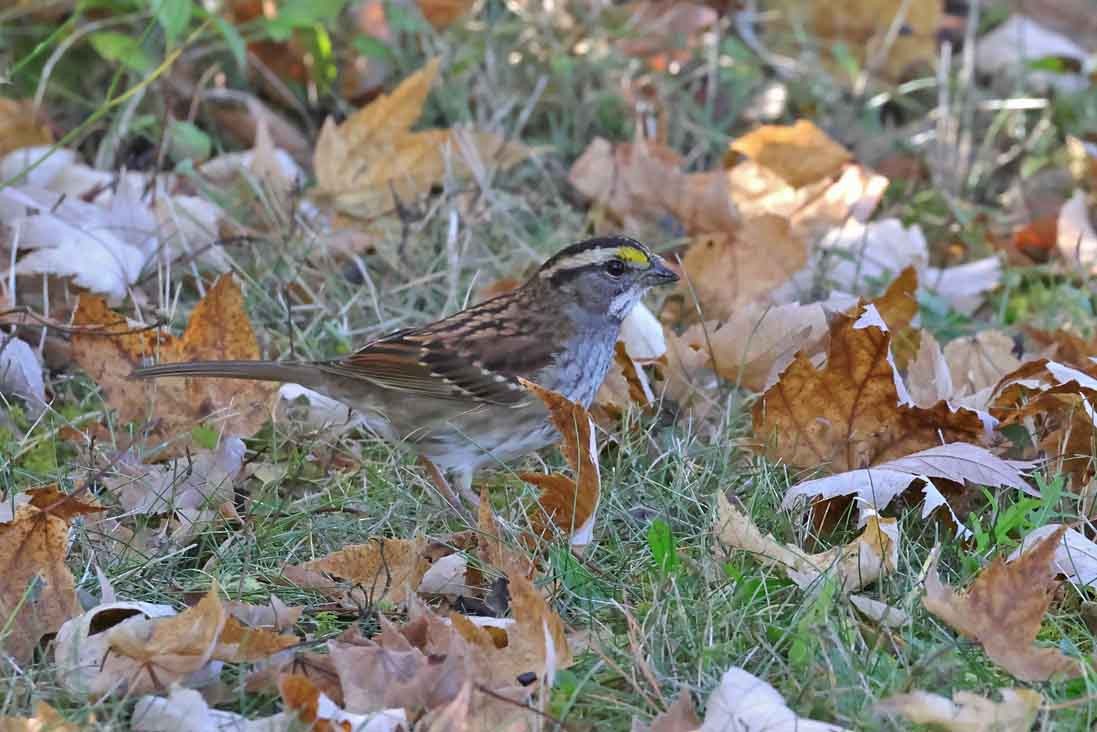 White-throated Sparrow - ML643040475