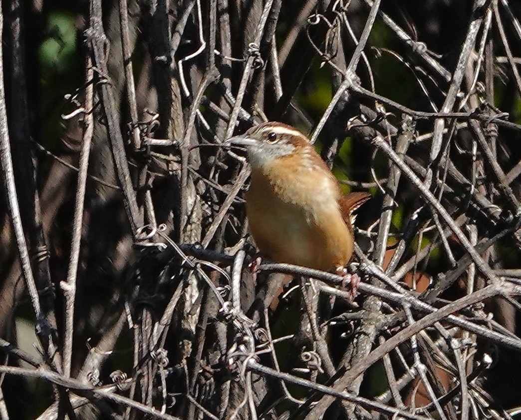 Carolina Wren - ML643040476