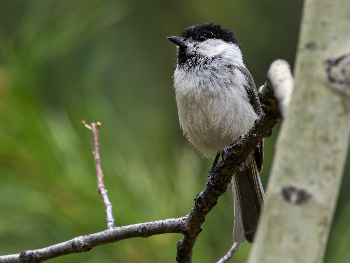 Willow Tit (Willow) - ML643040482