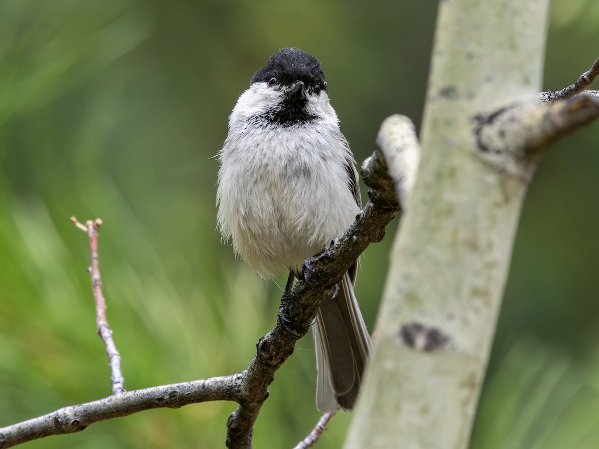 Willow Tit (Willow) - ML643040483