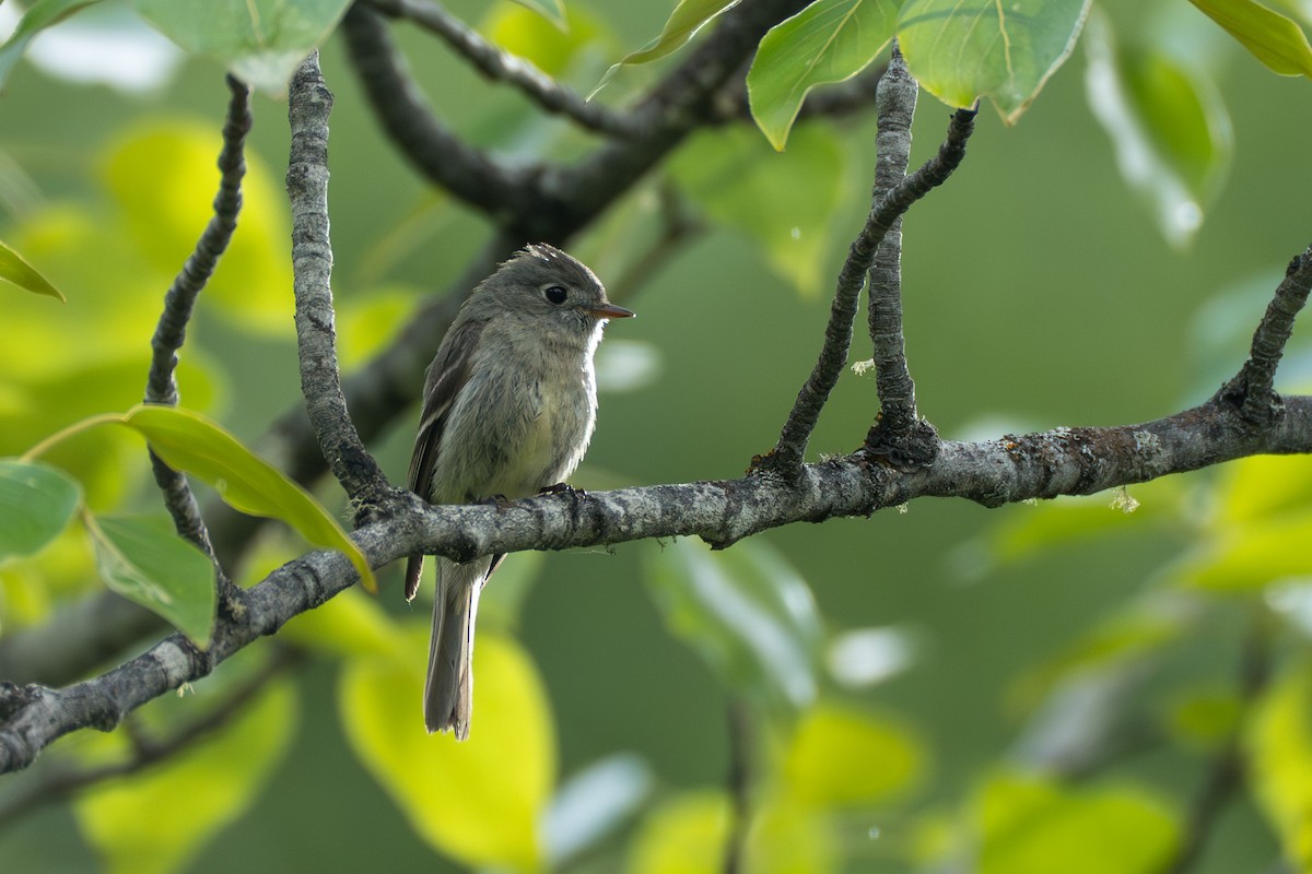 Hammond's Flycatcher - ML643040510