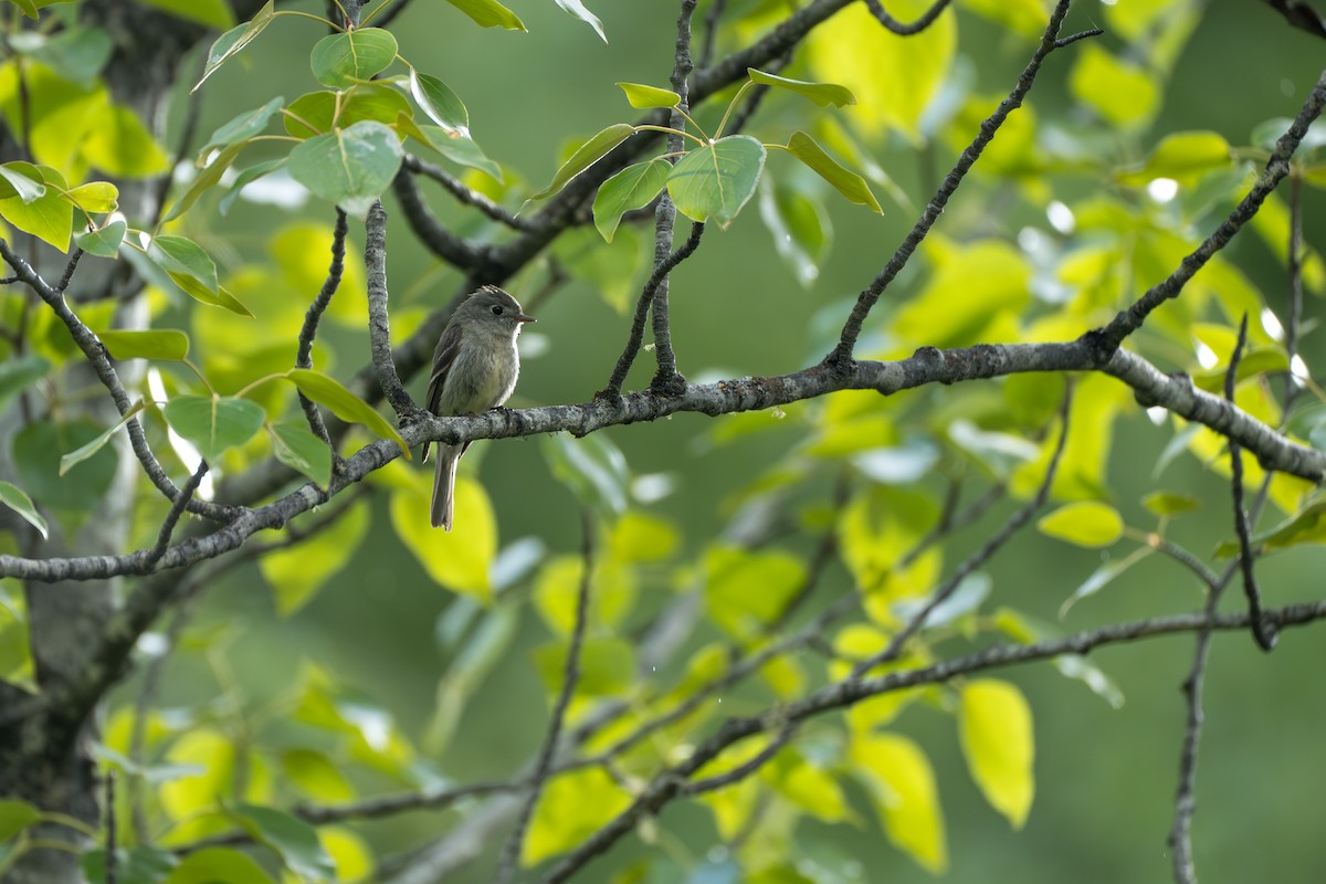 Hammond's Flycatcher - ML643040511