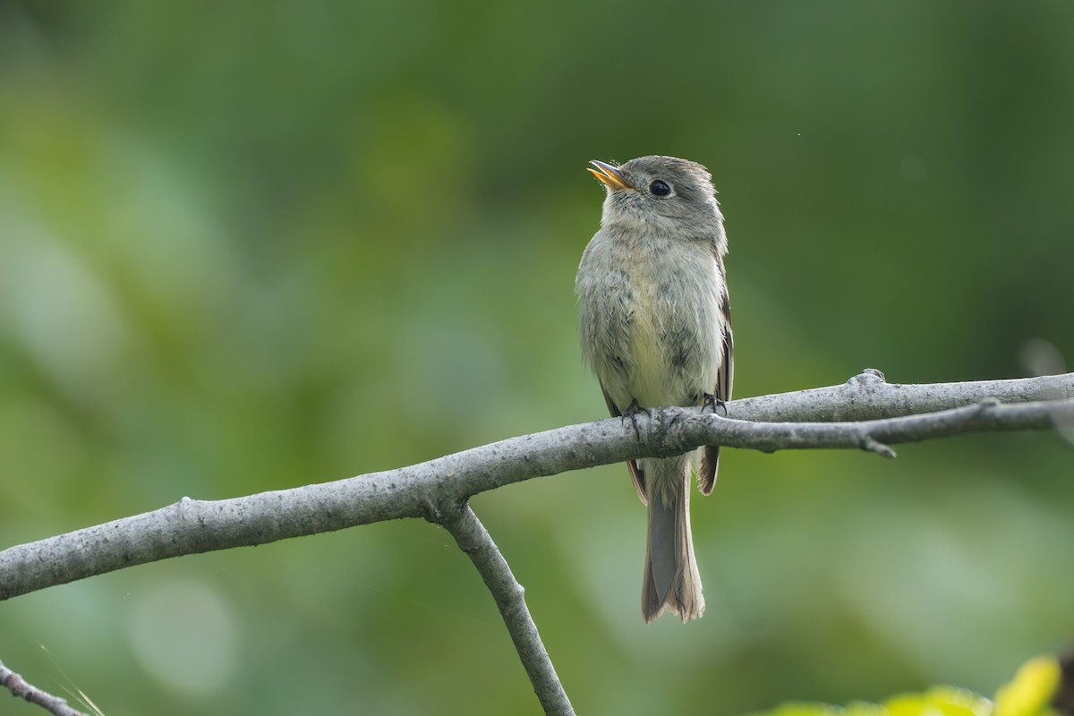 Hammond's Flycatcher - ML643040516