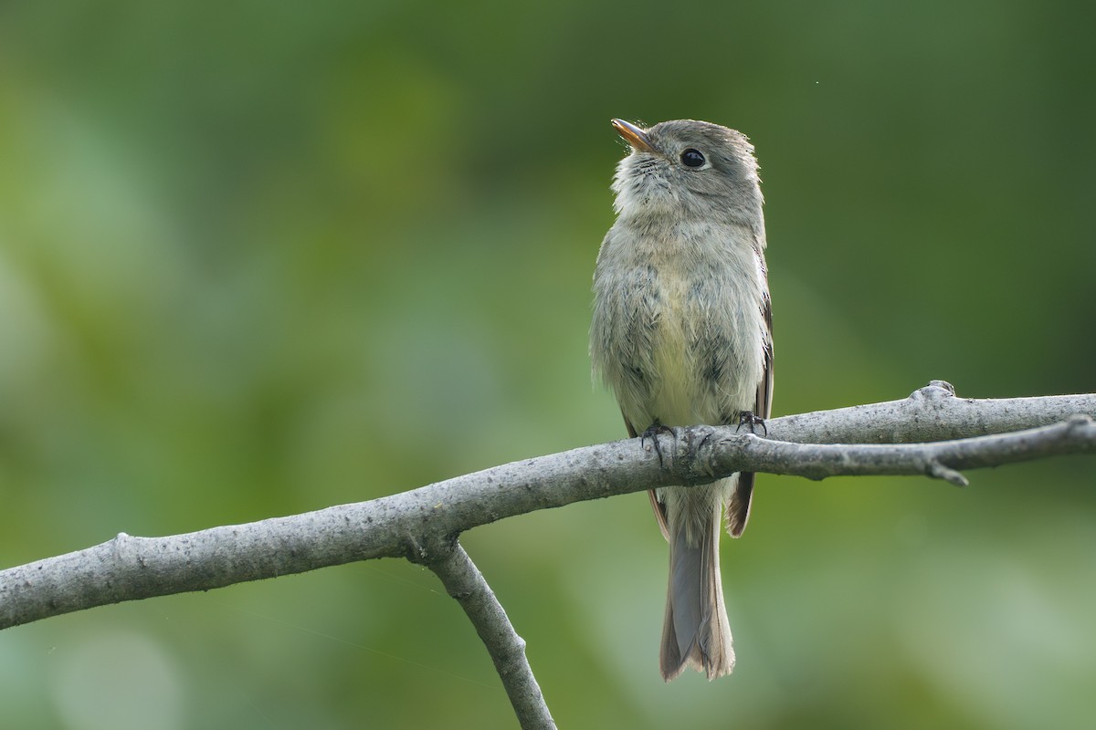 Hammond's Flycatcher - ML643040519
