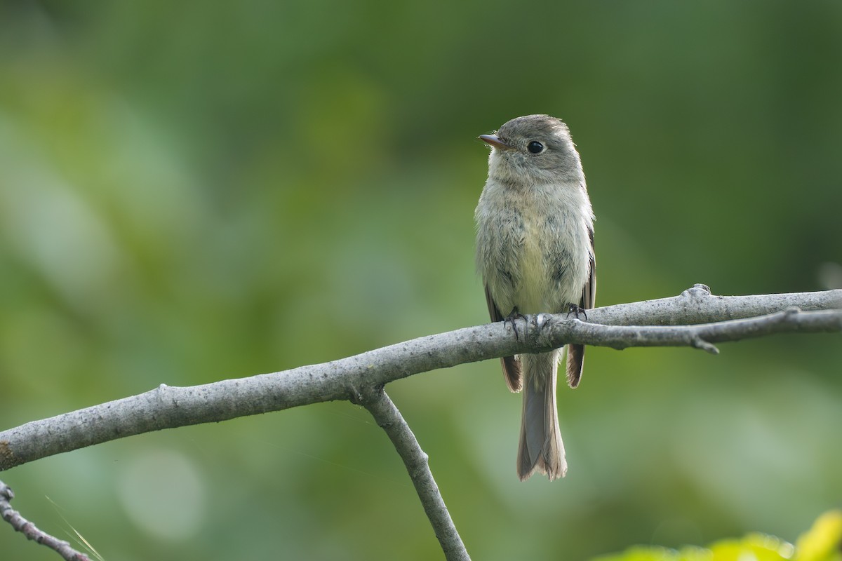 Hammond's Flycatcher - ML643040523